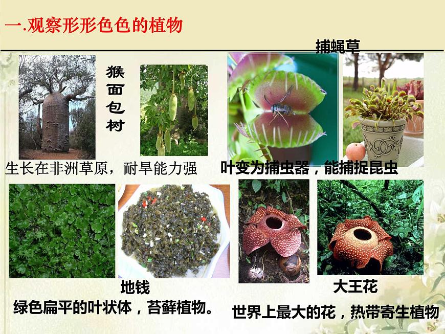 第11章 地面上的生物 第1節(jié) 地面上的植物(1)第2頁