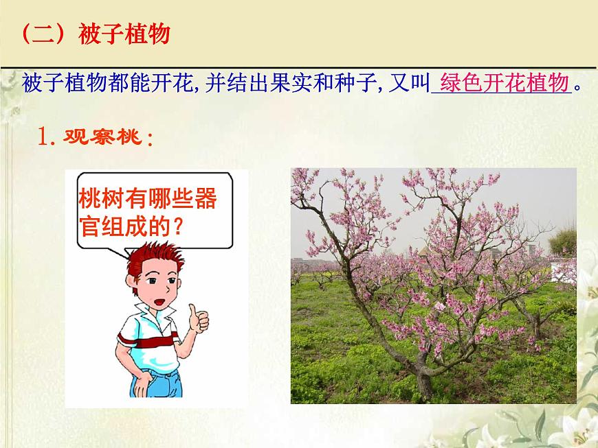 第11章 地面上的生物 第1節(jié) 地面上的植物(1)第4頁