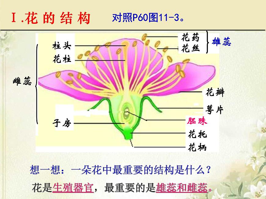 第11章 地面上的生物 第1節(jié) 地面上的植物(1)第6頁