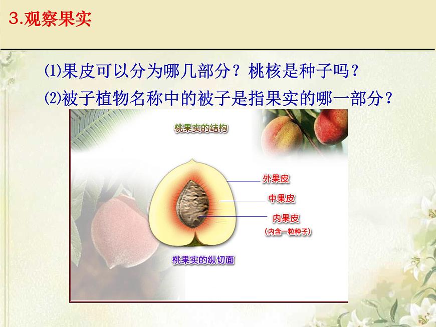 第11章 地面上的生物 第1節(jié) 地面上的植物(1)第8頁