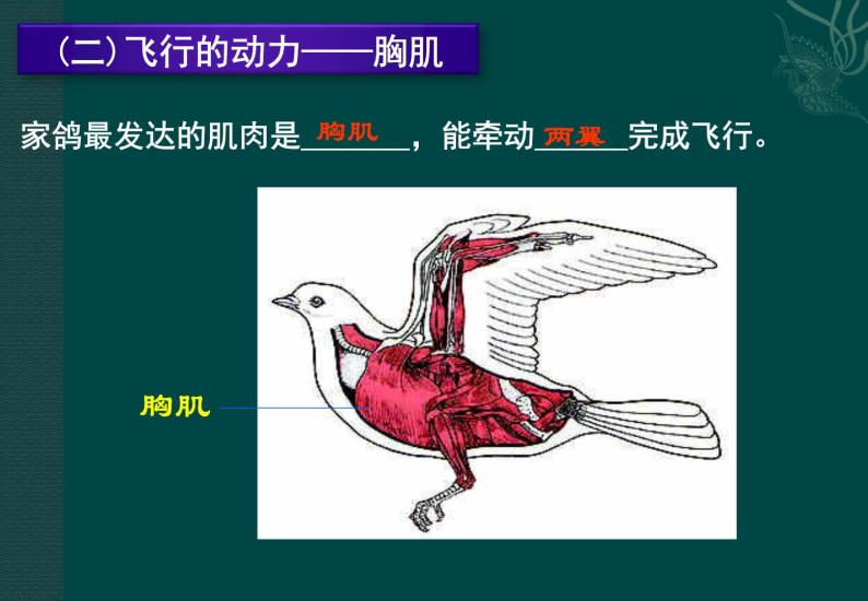 鸟类PPT课件免费下载07