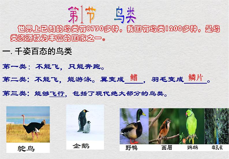 苏科版生物七年级下册课件:第12章 空中的生物 复习(共19张PPT)第2页