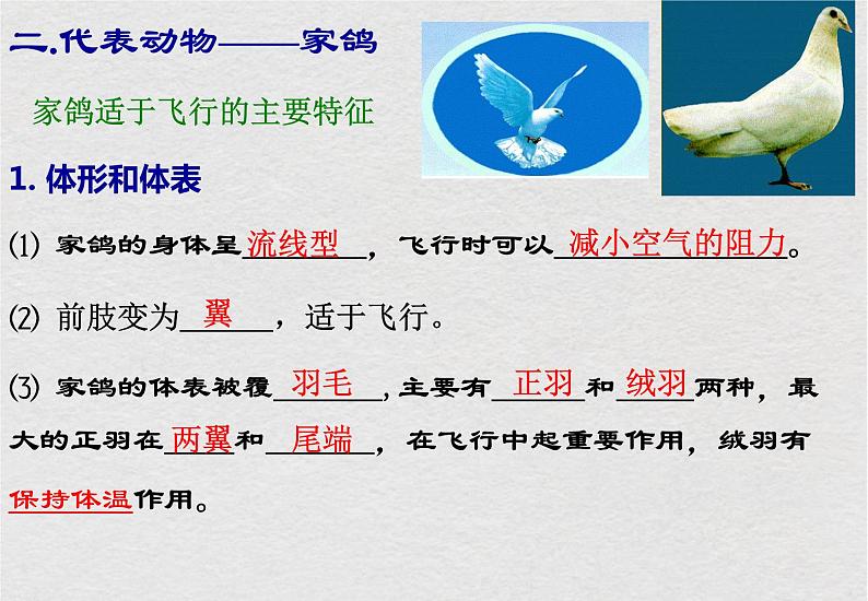 苏科版生物七年级下册课件:第12章 空中的生物 复习(共19张PPT)第3页