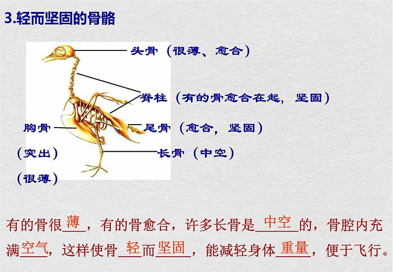 苏科版生物七年级下册课件:第12章 空中的生物 复习(共19张PPT)第5页
