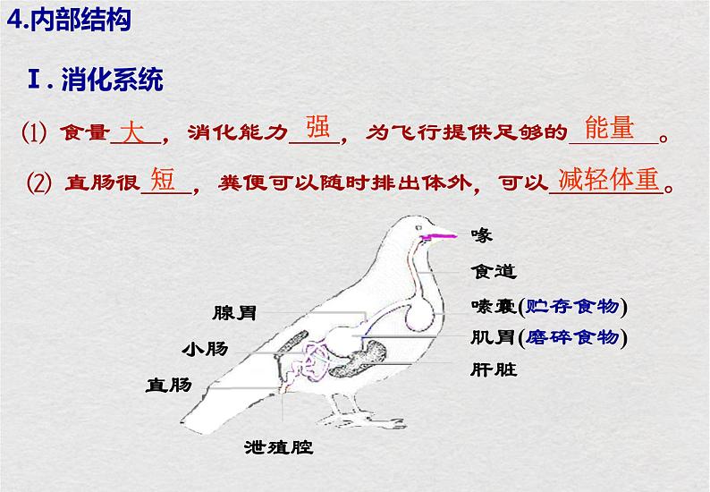 苏科版生物七年级下册课件:第12章 空中的生物 复习(共19张PPT)第6页