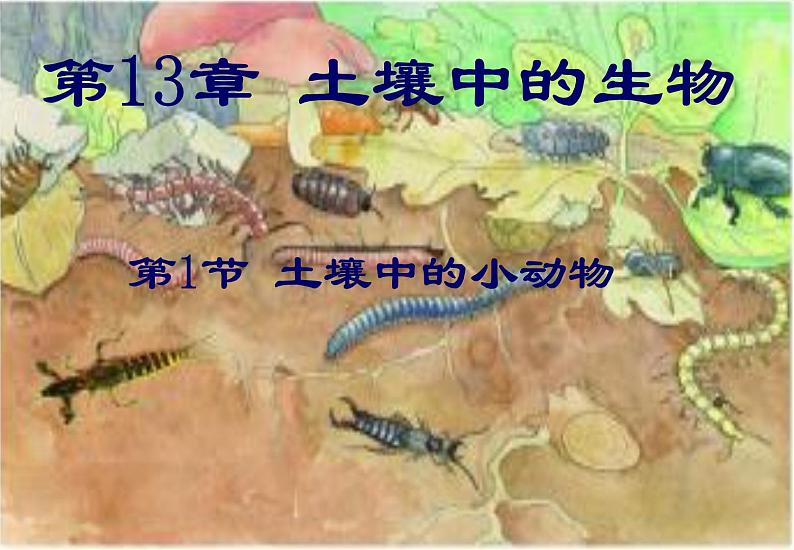 第13章 土壤里的生物 第1节 土壤中的小动物第1页