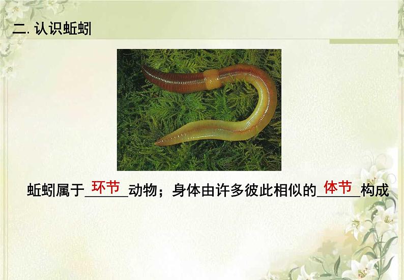 第13章 土壤里的生物 第1节 土壤中的小动物第3页