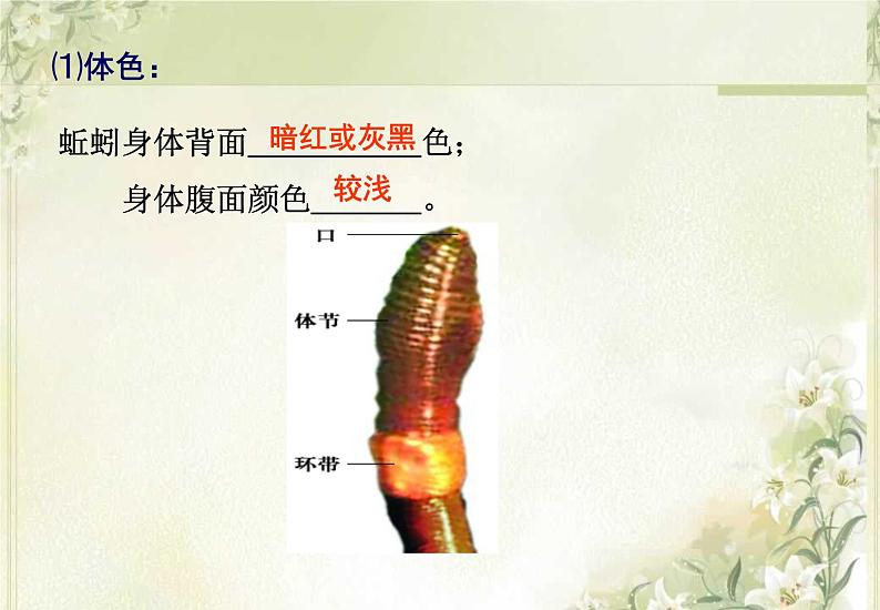 第13章 土壤里的生物 第1节 土壤中的小动物第6页