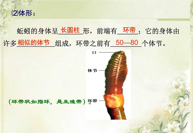 第13章 土壤里的生物 第1节 土壤中的小动物第7页