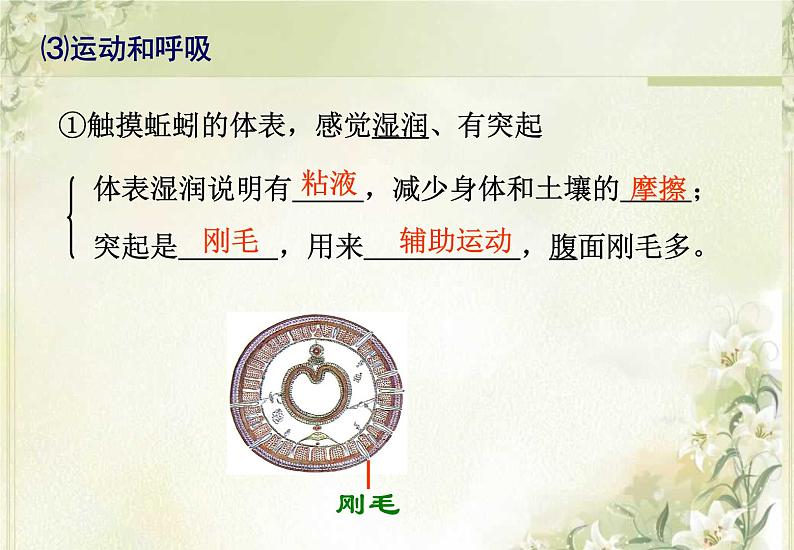 第13章 土壤里的生物 第1节 土壤中的小动物第8页