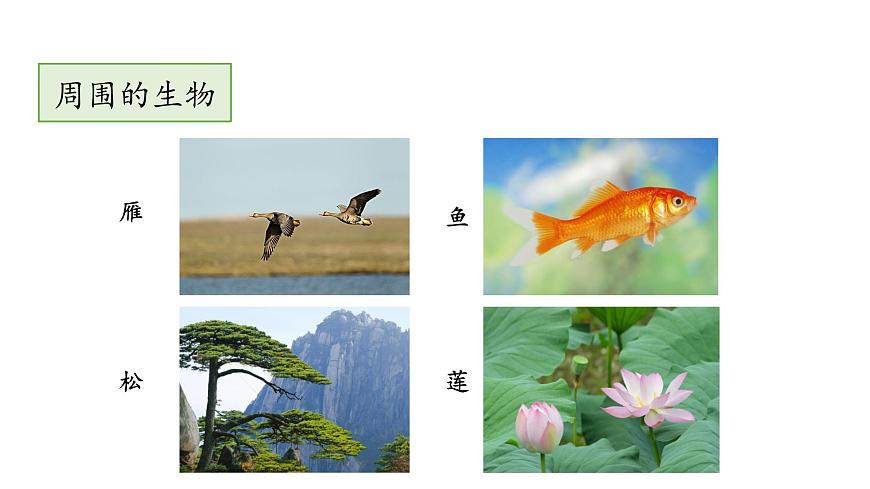 1.1  我們周圍的生物 教學課件 蘇教版七年級生物上冊第5頁