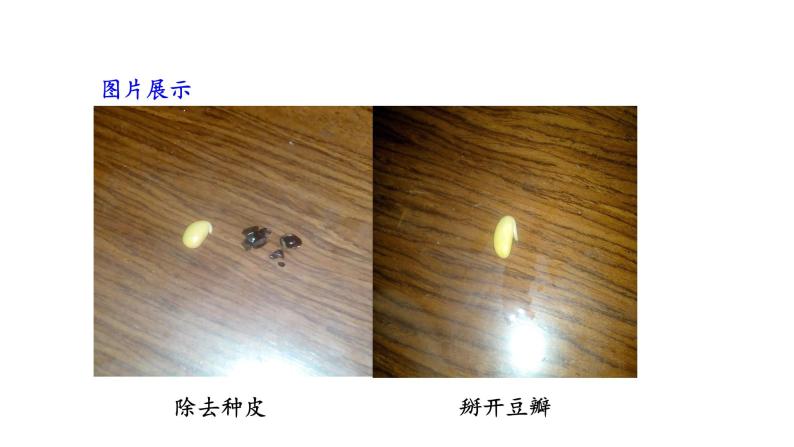 5.1 植物种子的萌发 教学课件 苏教版七年级生物上册06