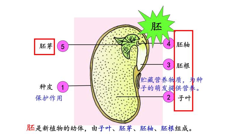 5.1 植物种子的萌发 教学课件 苏教版七年级生物上册08