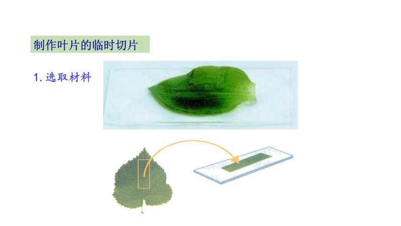 6.2 植物光合作用的场所 教学课件 苏教版七年级生物上册06