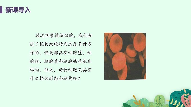 2021年初中生物人教版七年级上册 2.1.3 动物细胞 课件04
