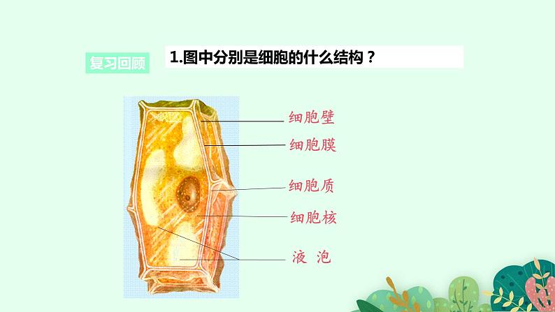 2021年初中生物人教版七年级上册 2.1.3 动物细胞 课件06
