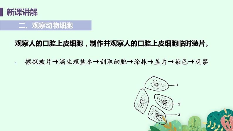 2021年初中生物人教版七年级上册 2.1.3 动物细胞 课件07