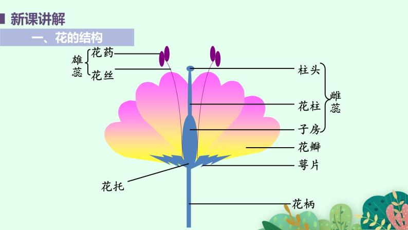 2021年初中生物人教版七年级上册  3.2.3  开花和结果  课件05