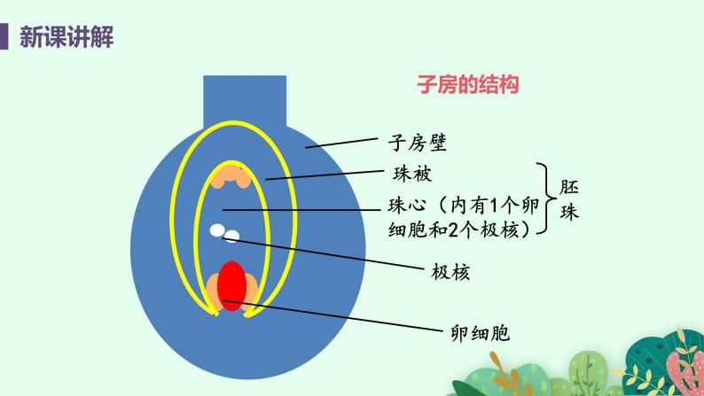 2021年初中生物人教版七年级上册  3.2.3  开花和结果  课件08