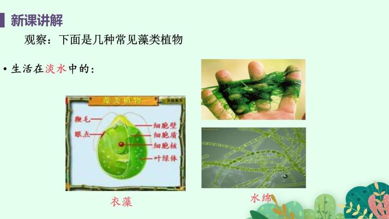 苔藓和蕨类植物PPT课件免费下载08