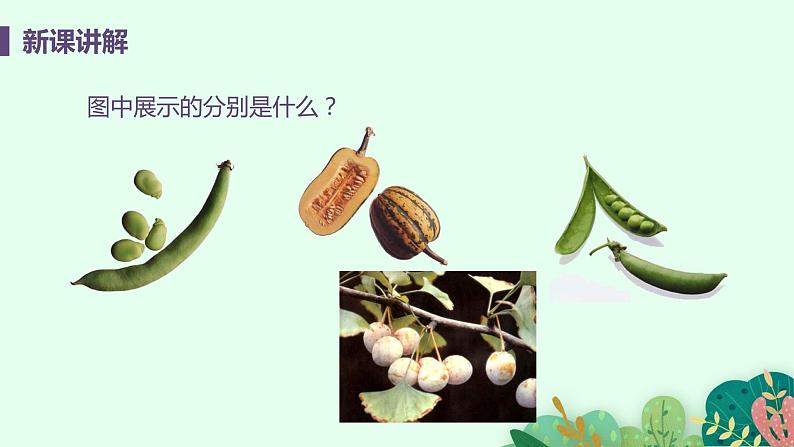 2021年初中生物人教版七年级上册 3.1.2 种子植物 课件第5页