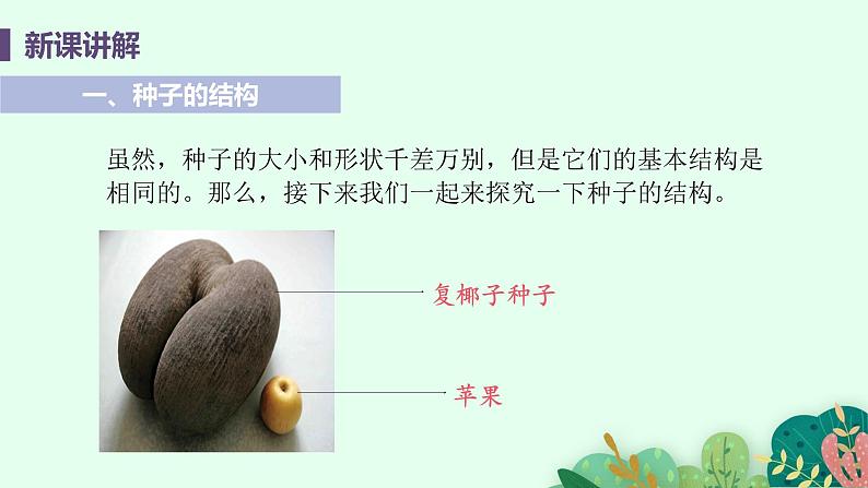 2021年初中生物人教版七年级上册 3.1.2 种子植物 课件第6页