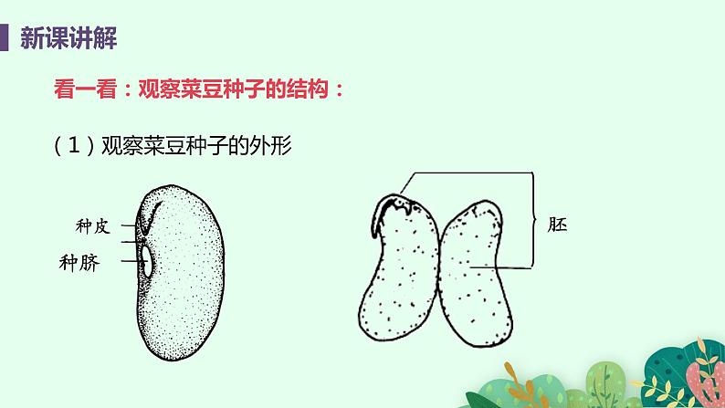 2021年初中生物人教版七年级上册 3.1.2 种子植物 课件第7页