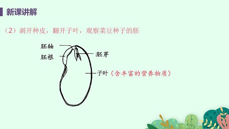 2021年初中生物人教版七年级上册 3.1.2 种子植物 课件第8页