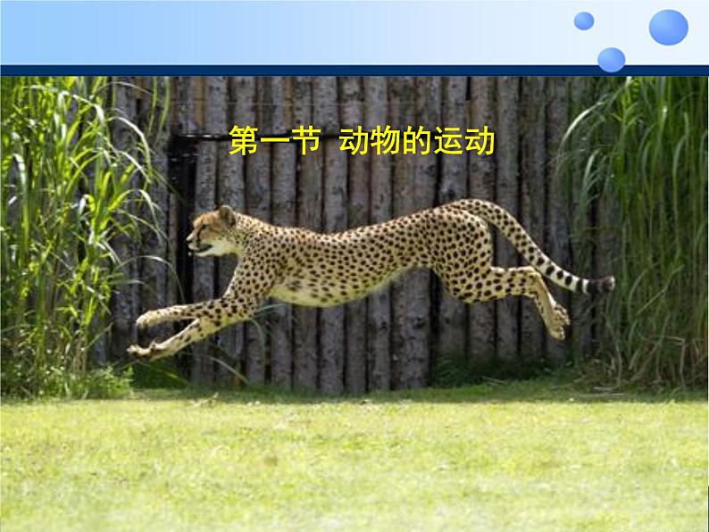 北京版八年级上册生物《动物的运动》授课课件2第1页