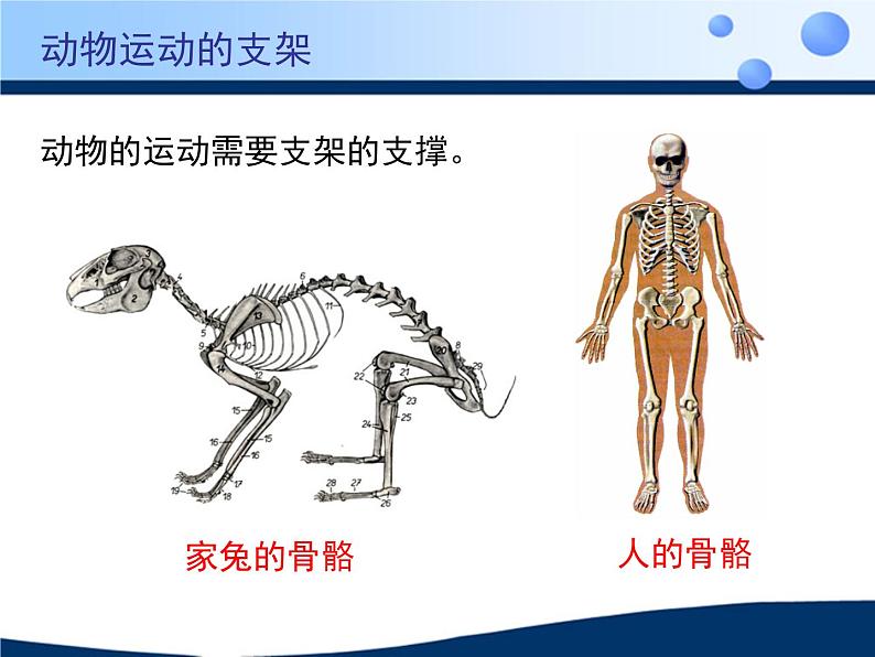 北京版八年级上册生物《动物的运动》授课课件2第6页