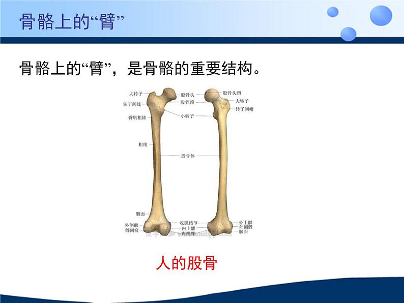 北京版八年级上册生物《动物的运动》授课课件2第7页