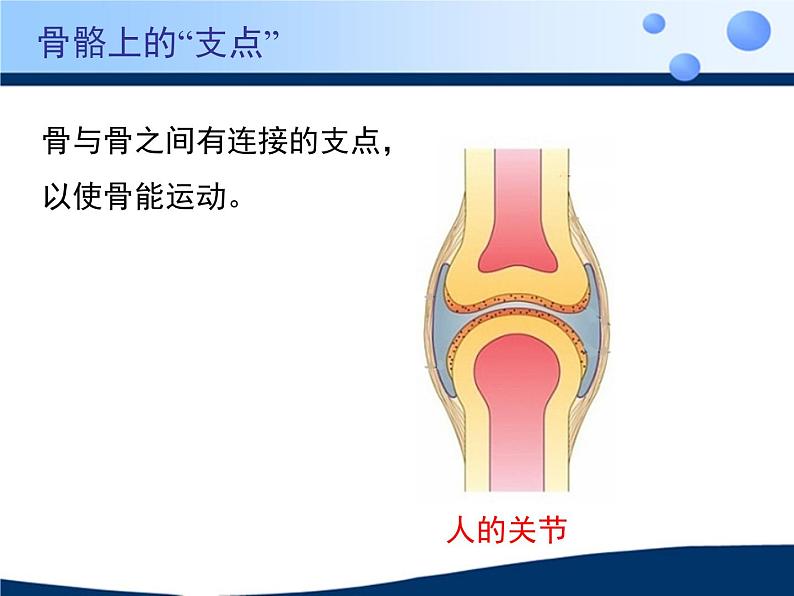 北京版八年级上册生物《动物的运动》授课课件2第8页