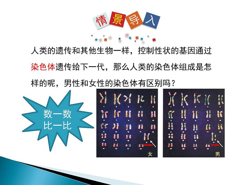 人类的遗传PPT课件免费下载02