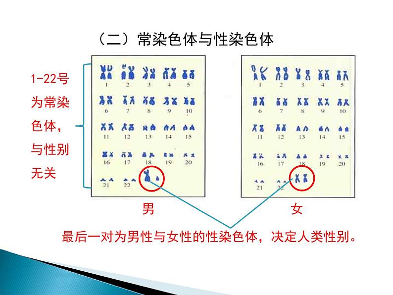 人类的遗传PPT课件免费下载05