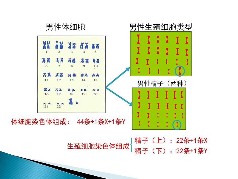 人类的遗传PPT课件免费下载07