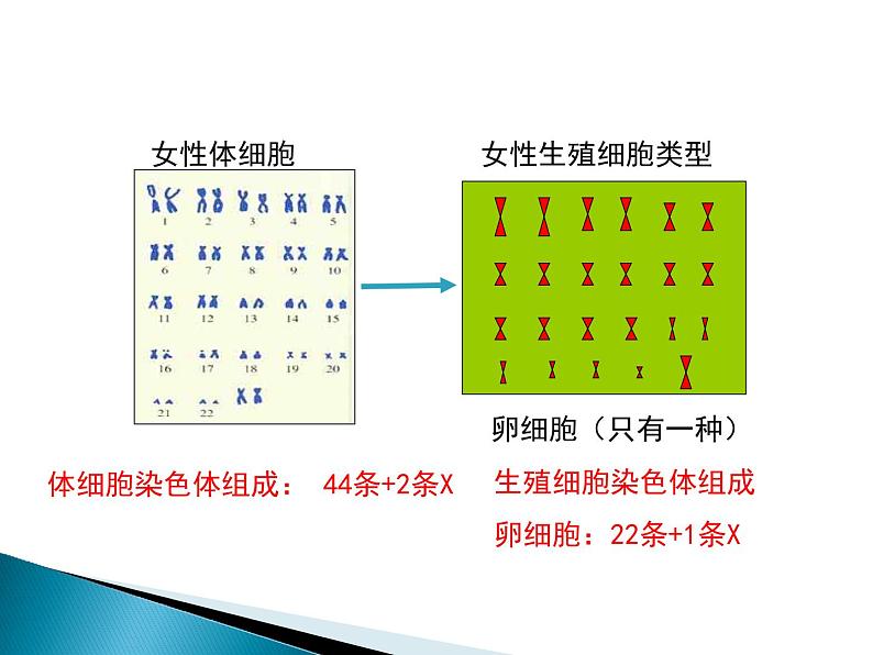 人类的遗传PPT课件免费下载08