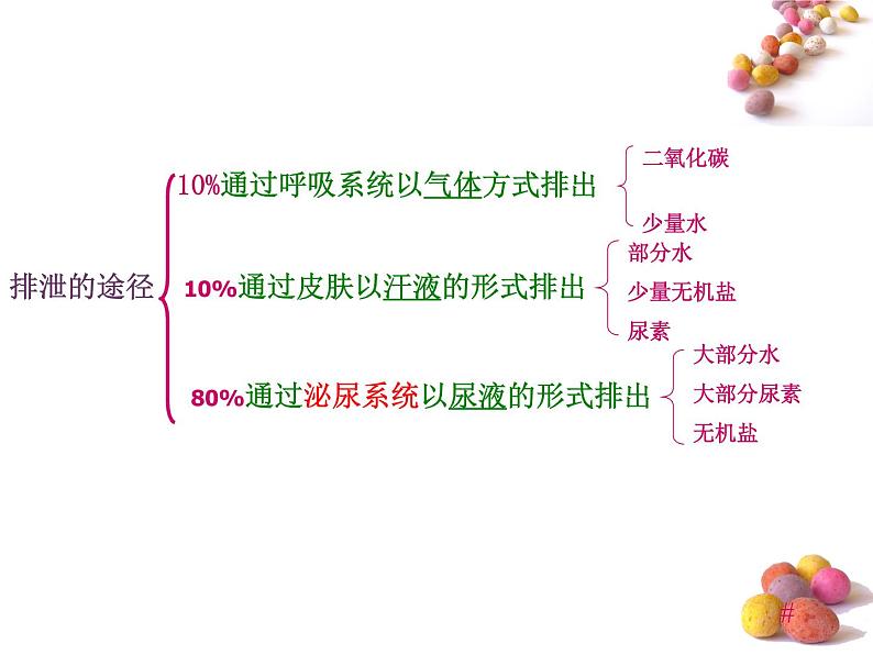 人体内废物的排出PPT课件免费下载03