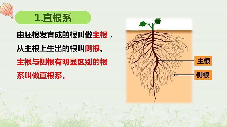 北师大版生物七年级上册课件6.2营养器官的生长第5页