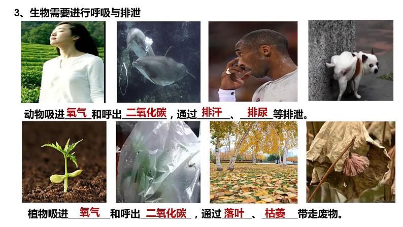 2020-2021七年级生物上册 第一章第1节生物与生物学课件PPT07