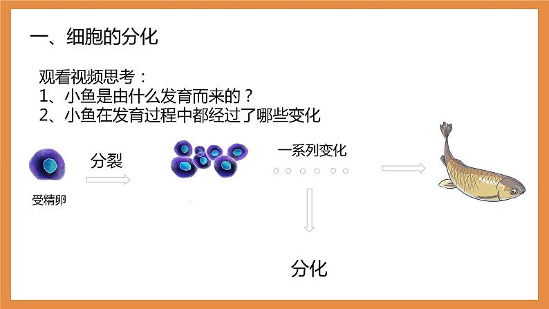 (人教七上)2.2.2 动物体的结构层次 by 布林课件PPT第2页