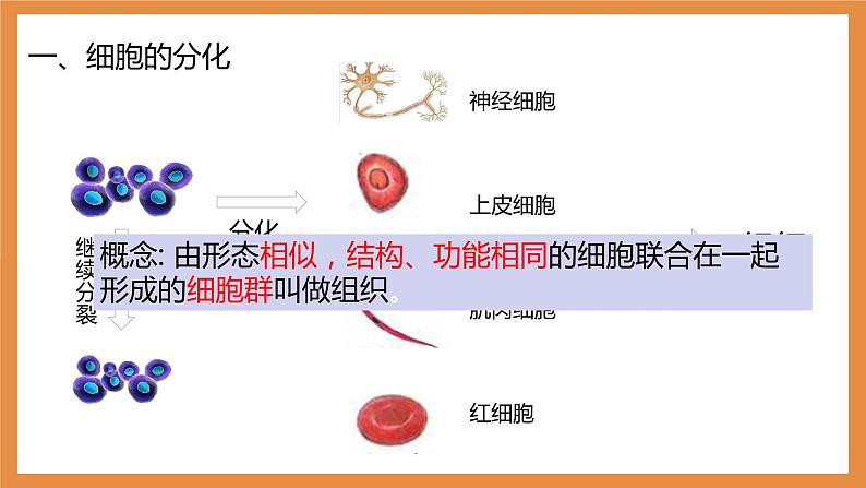 (人教七上)2.2.2 动物体的结构层次 by 布林课件PPT第4页