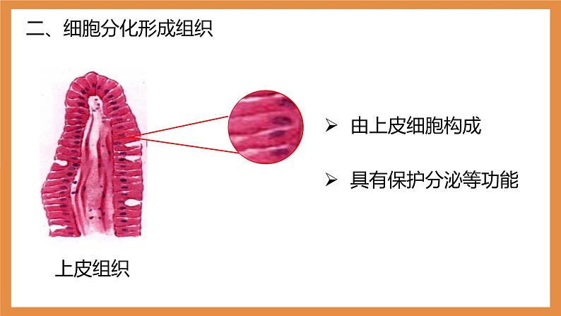 (人教七上)2.2.2 动物体的结构层次 by 布林课件PPT第5页