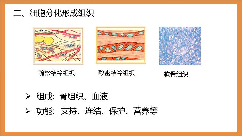 (人教七上)2.2.2 动物体的结构层次 by 布林课件PPT第8页