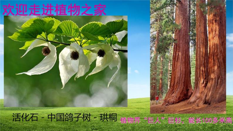 七年级生物-【开学第一课】2021年初中秋季开学指南之爱上生物课（全国通用）课件PPT08