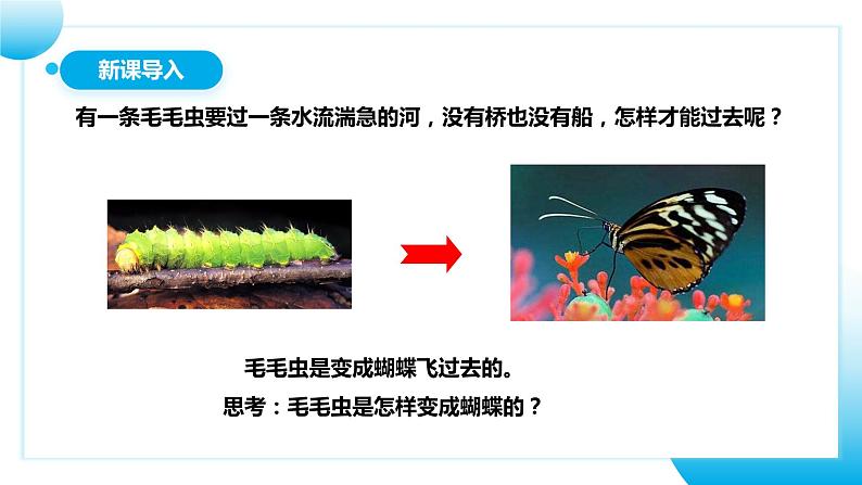 【核心素养目标】人教版初中生物八年级下册7.1.2《昆虫的生殖和发育》课件+视频+教学设计+同步分层练习(含答案)03