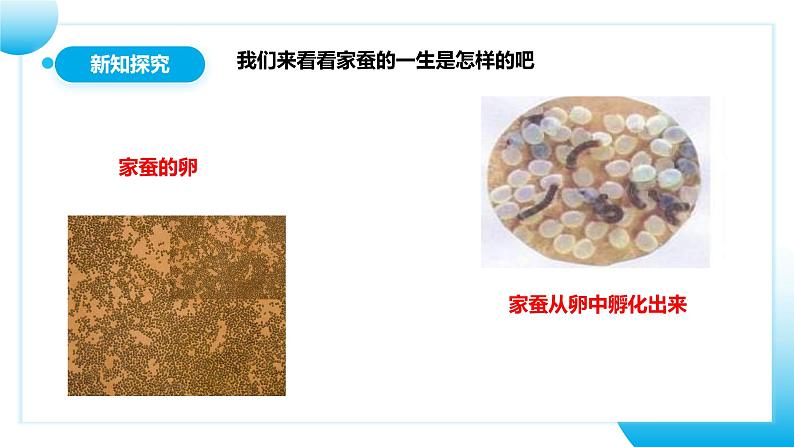 【核心素养目标】人教版初中生物八年级下册7.1.2《昆虫的生殖和发育》课件+视频+教学设计+同步分层练习(含答案)07