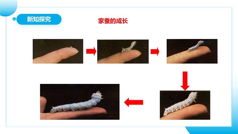 【核心素养目标】人教版初中生物八年级下册7.1.2《昆虫的生殖和发育》课件+视频+教学设计+同步分层练习(含答案)08