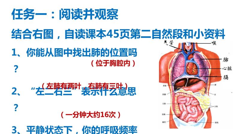 鲁科版（五四学制）生物七年级上册 4.3.2 发生在肺内的气体交换 课件(2)04