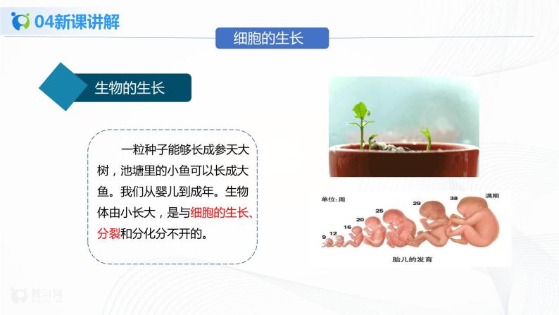 2.2.1 细胞通过分裂产生新细胞 课件PPT+教案+同步练习06