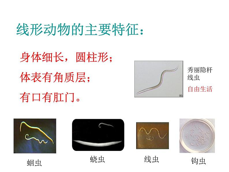 新人教版初中生物八年级上册 第五单元第一章复习课件PPT第4页
